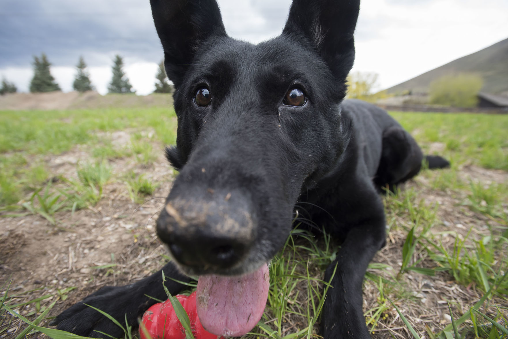 Off-duty K-9